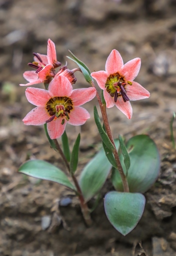 Rhinopetalum rugillosum